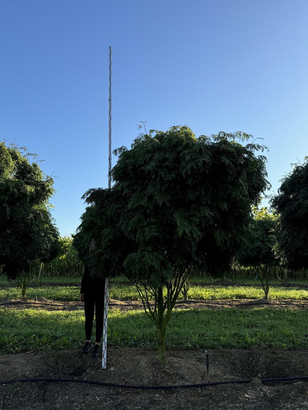 Gleditsia triacanthos 'Elegantissima' Dachform