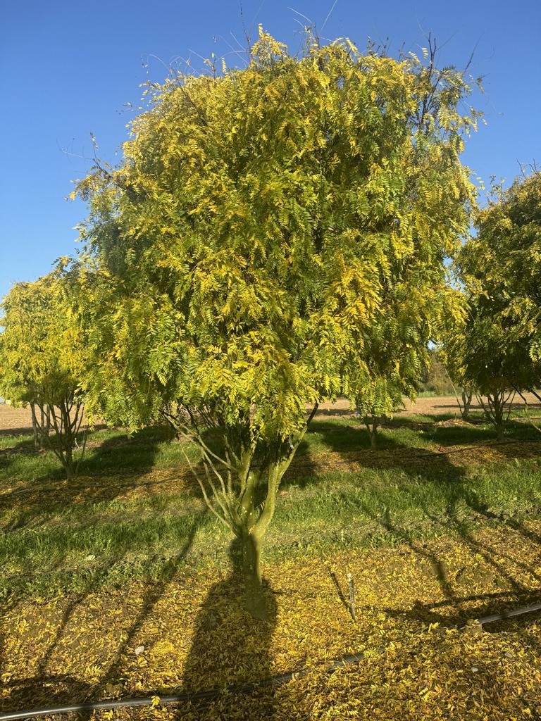 Gleditsia triacanthos 'Elegantissima' Dachform