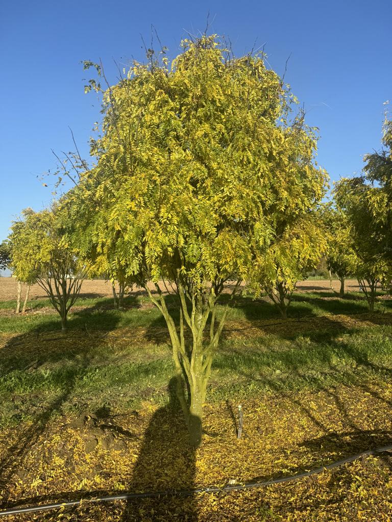 Gleditsia triacanthos 'Elegantissima' Dachform