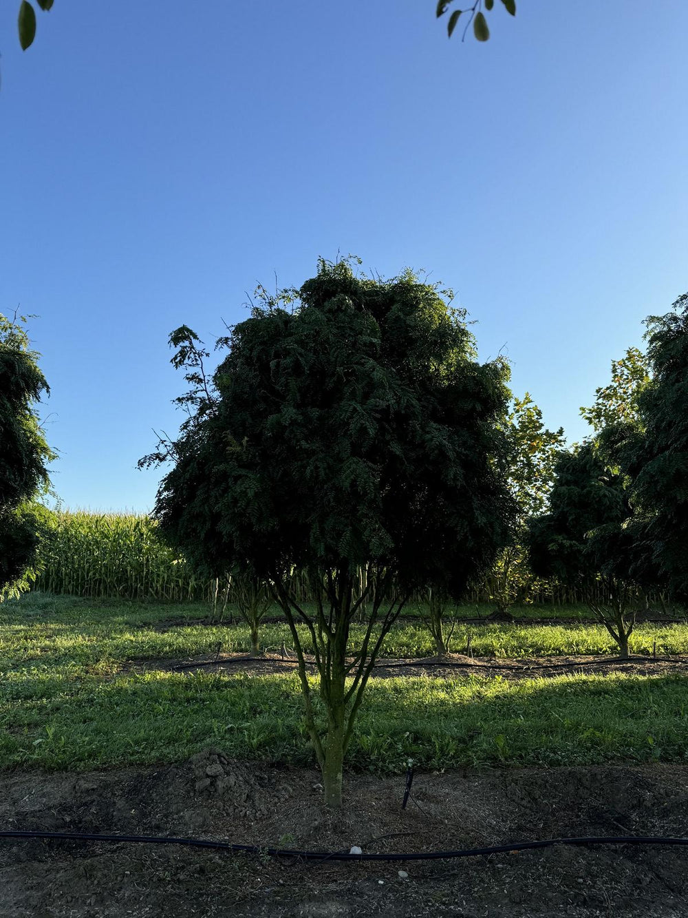 Gleditsia triacanthos 'Elegantissima' Dachform