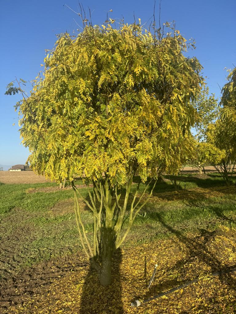 Gleditsia triacanthos 'Elegantissima' Dachform