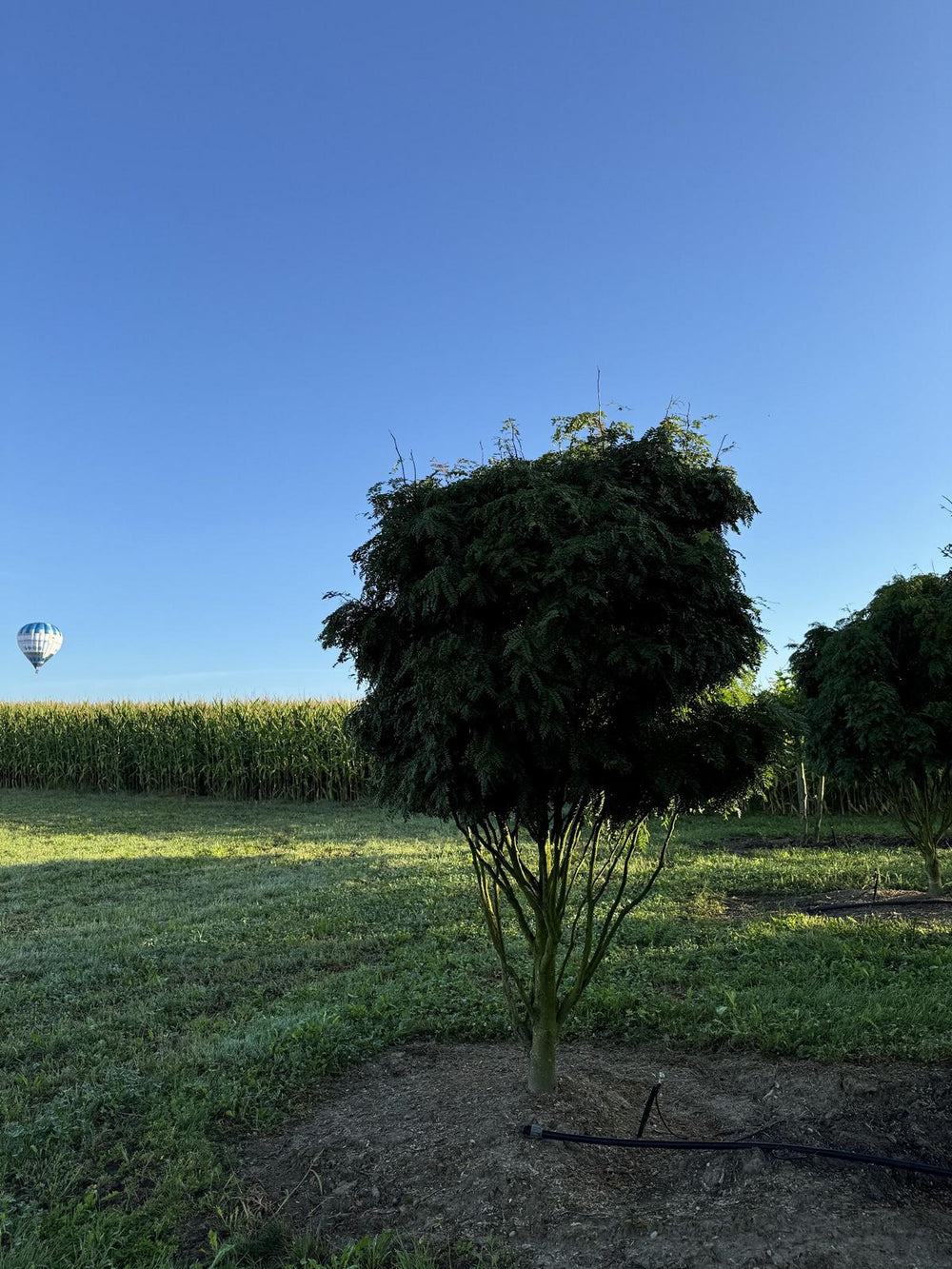 Gleditsia triacanthos 'Elegantissima' Dachform