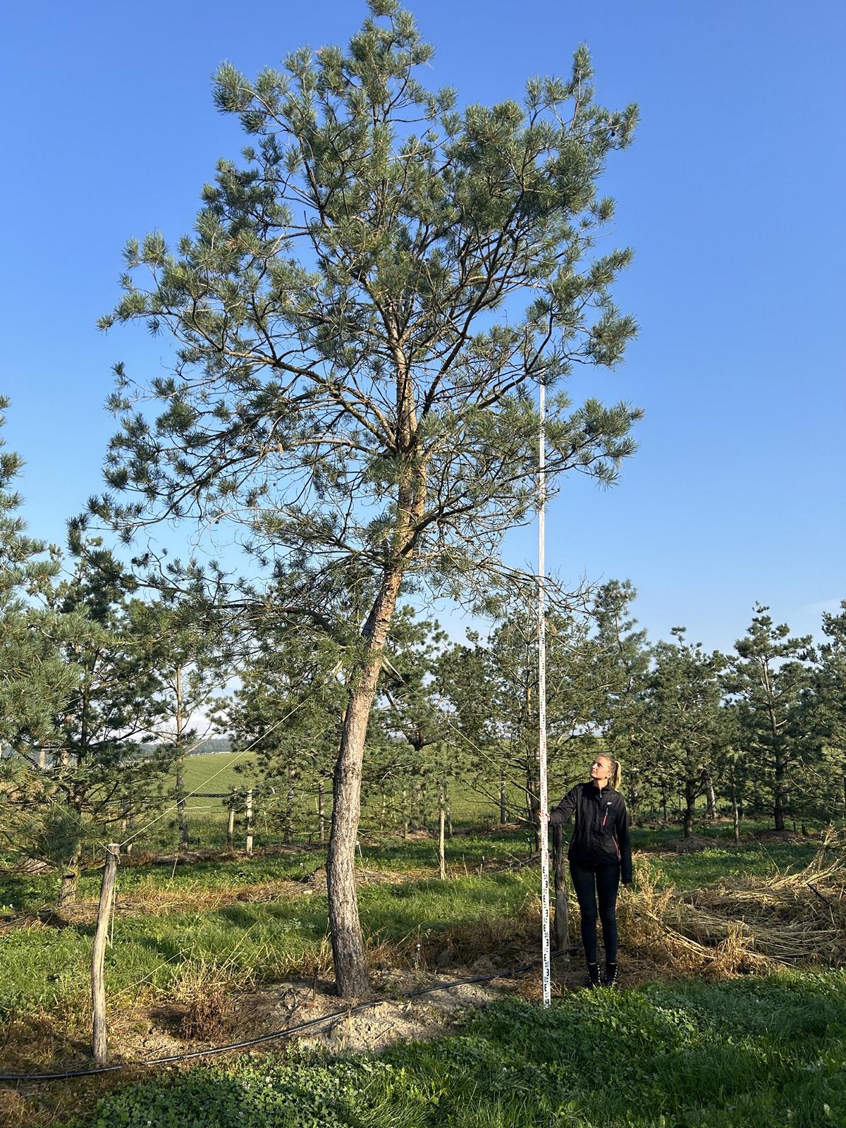 Pinus sylvestris 'Norska'