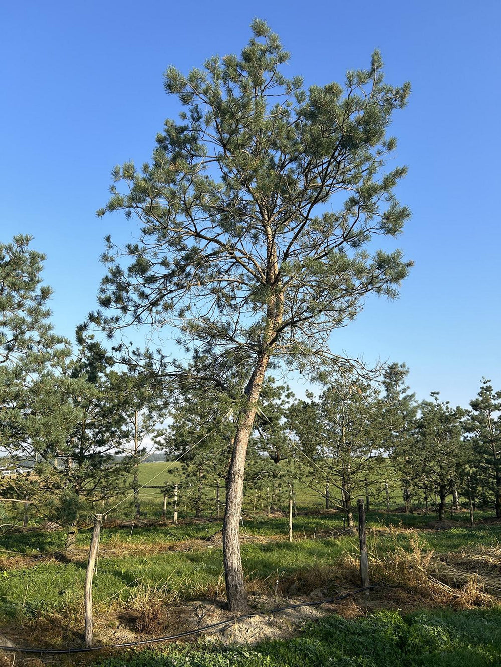 Pinus sylvestris 'Norska'