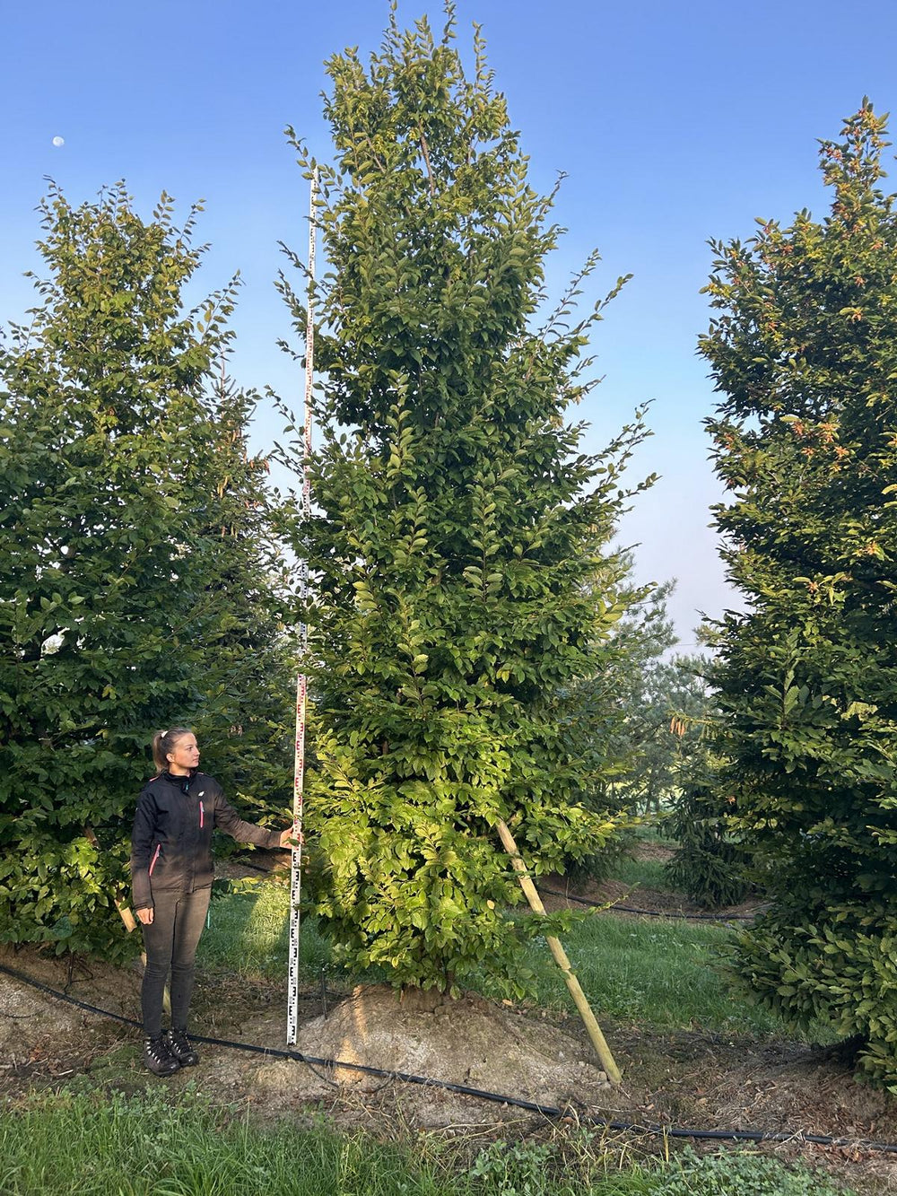 Carpinus betulus