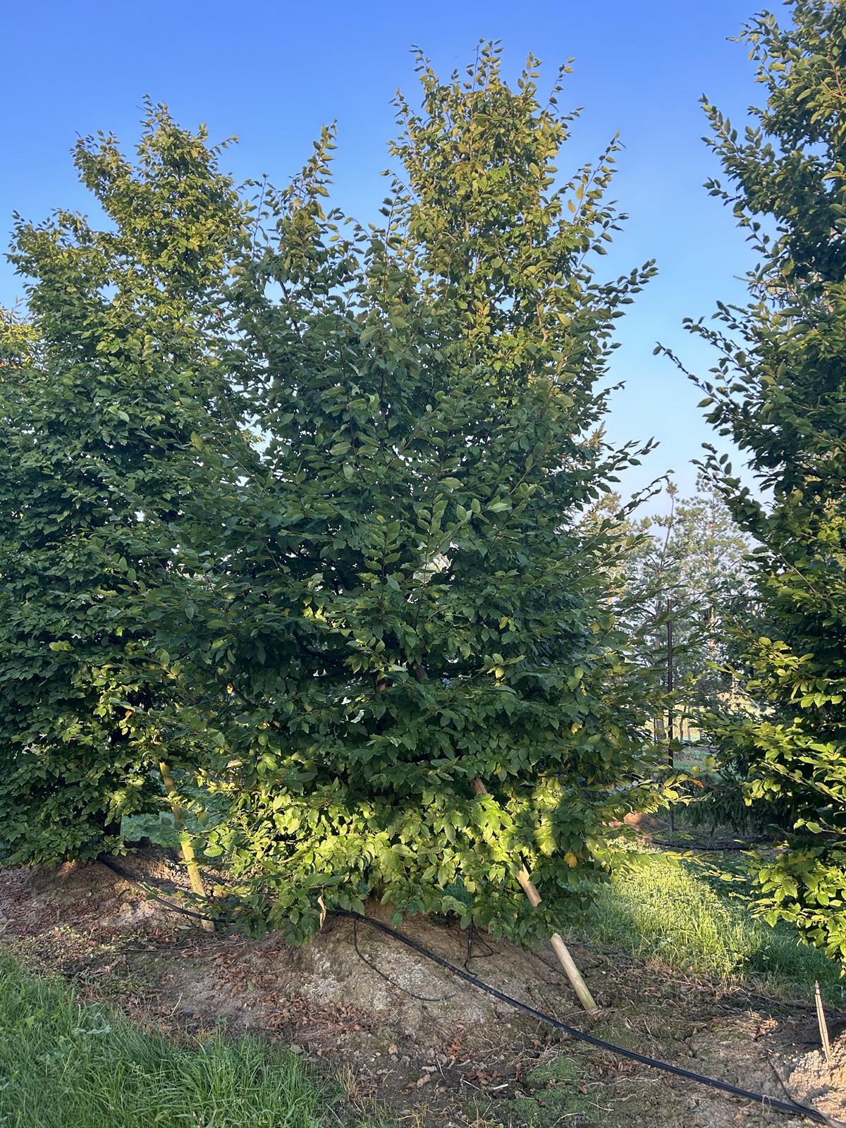 Carpinus betulus