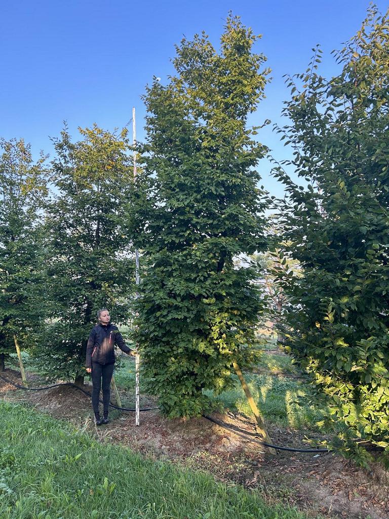 Carpinus betulus