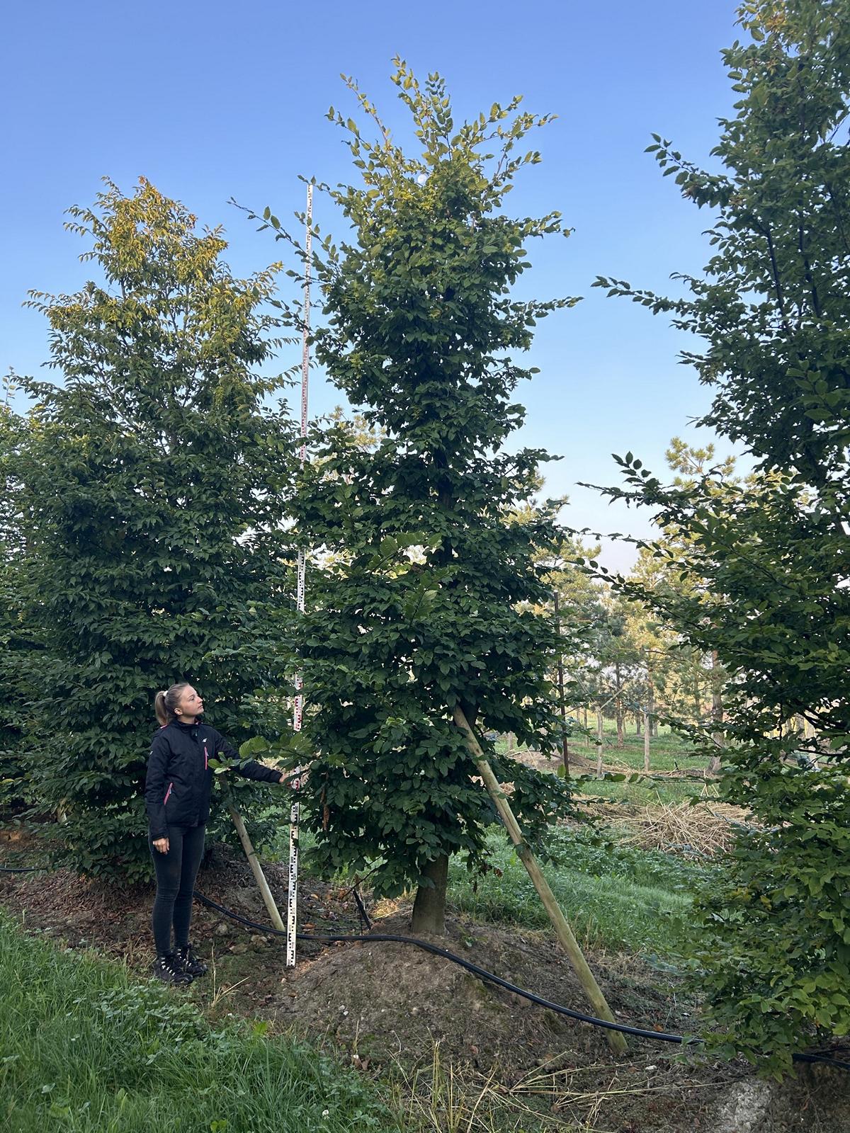 Carpinus betulus