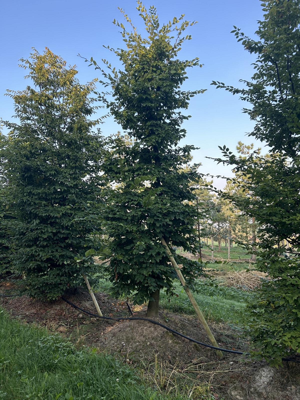 Carpinus betulus