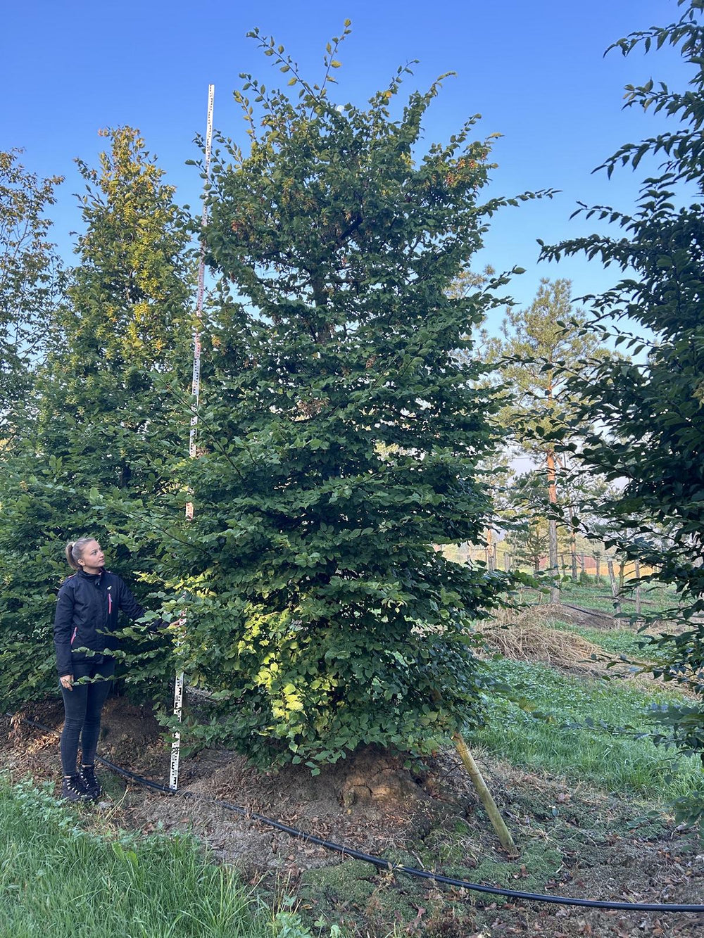 Carpinus betulus