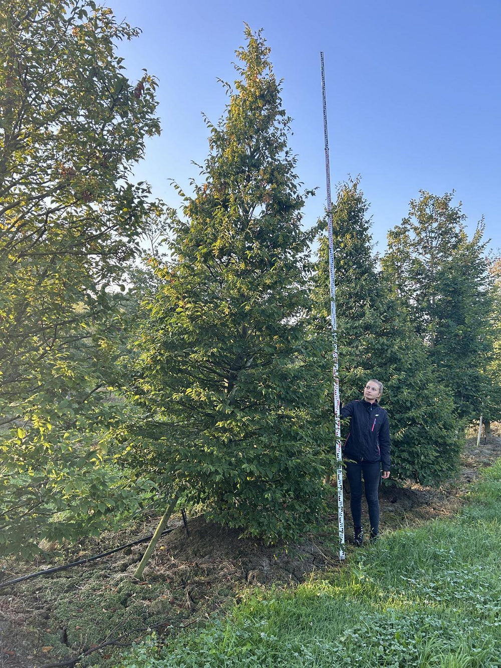 Carpinus betulus