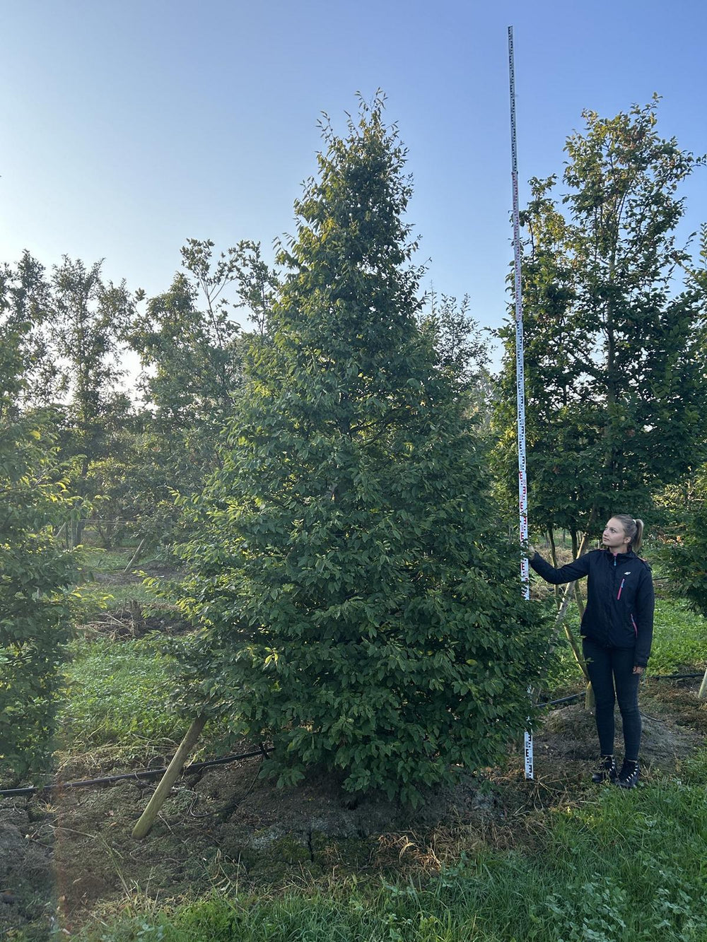 Carpinus betulus