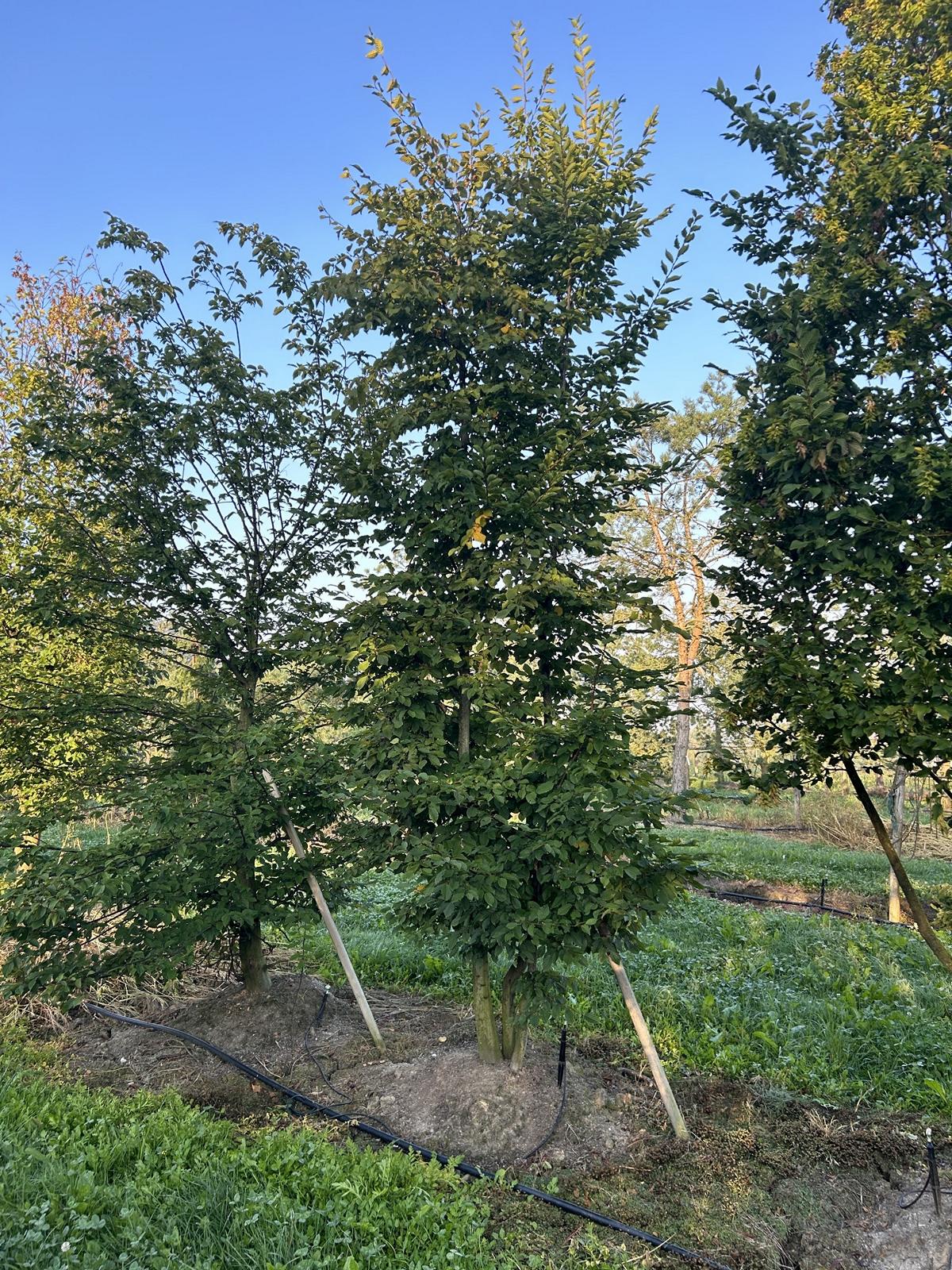 Carpinus betulus