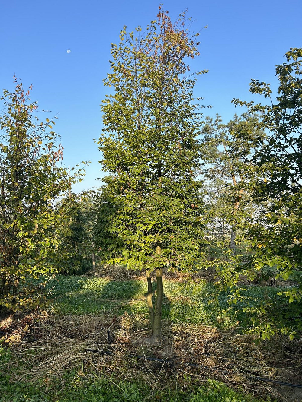 Carpinus betulus