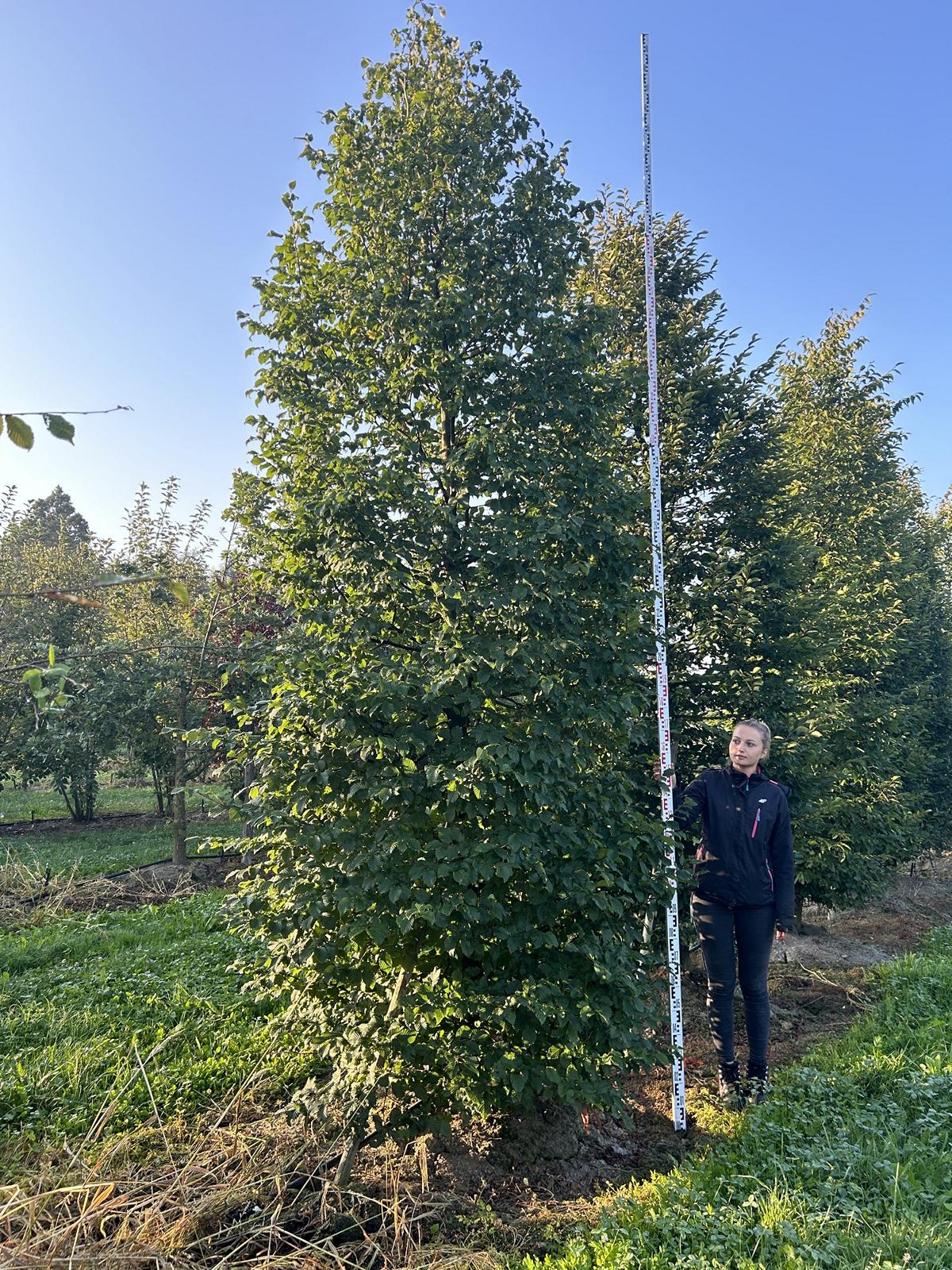 Carpinus betulus