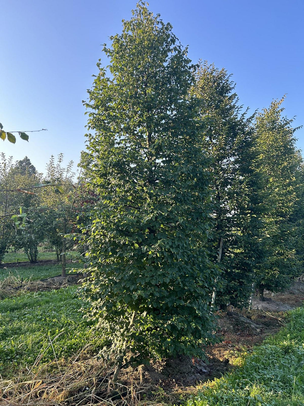 Carpinus betulus