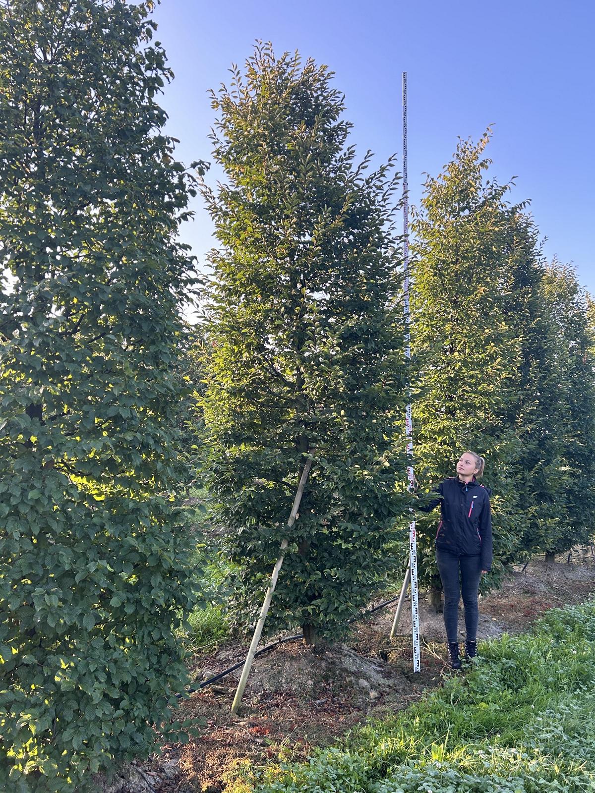 Carpinus betulus