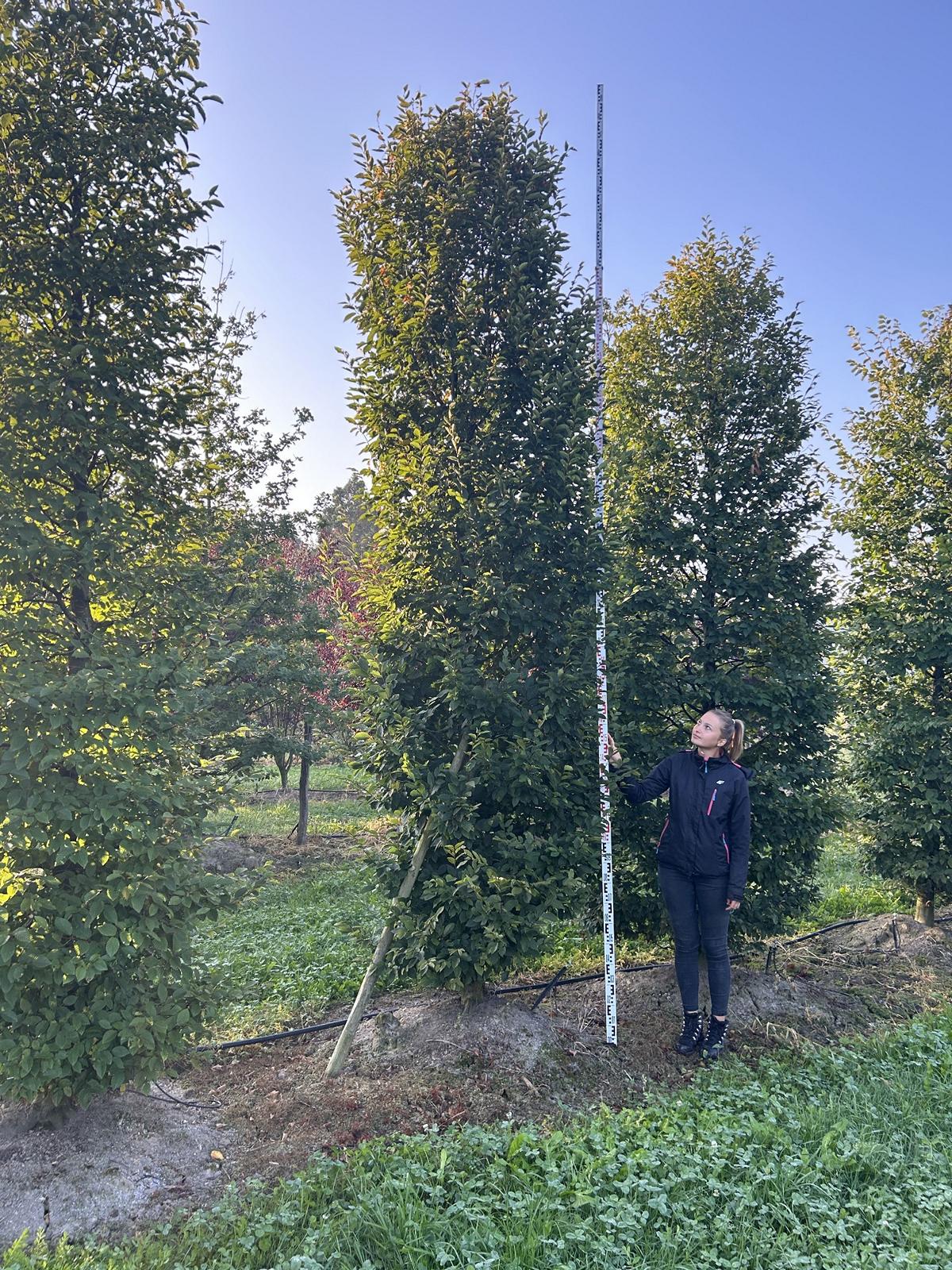 Carpinus betulus