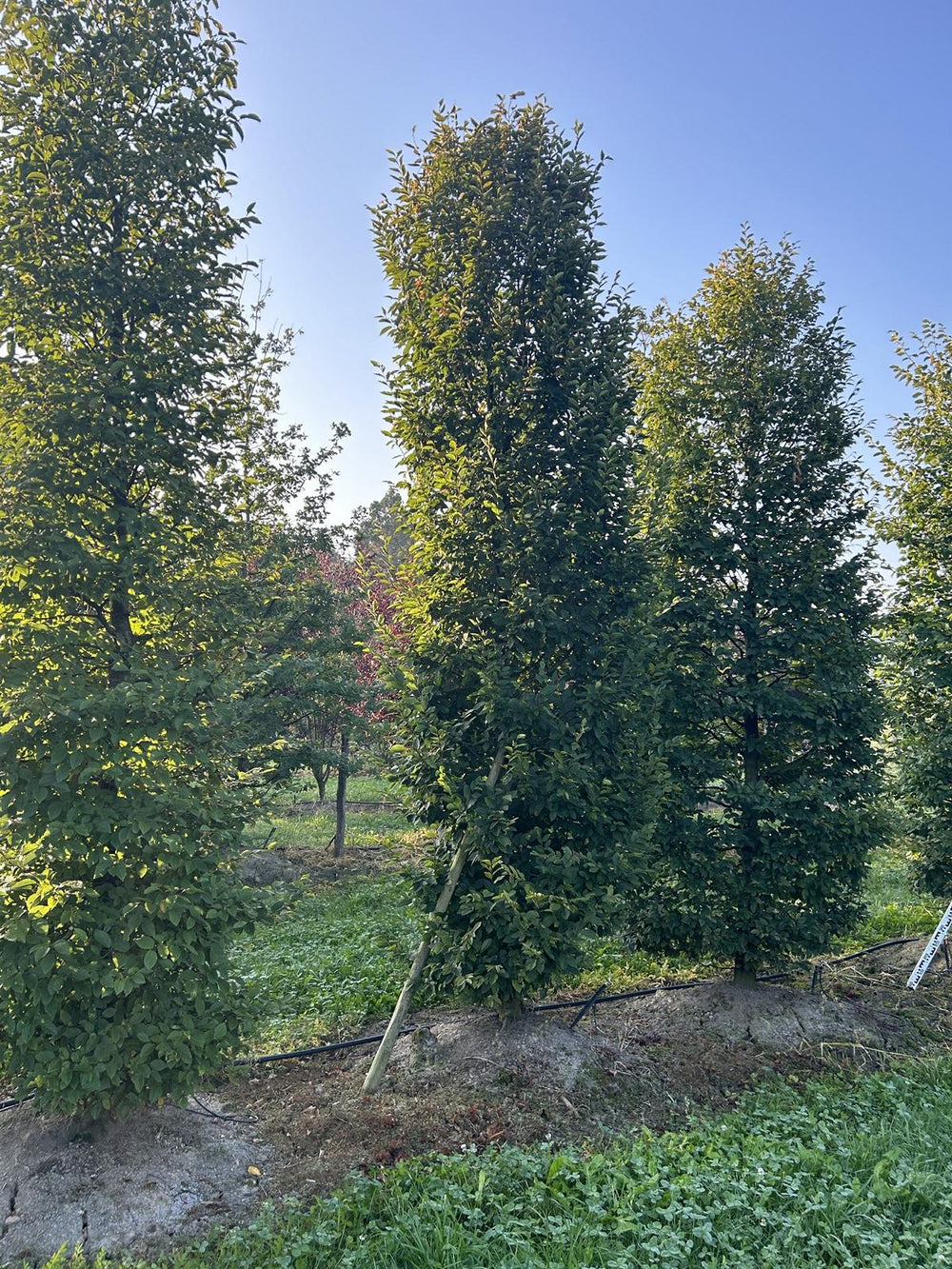 Carpinus betulus