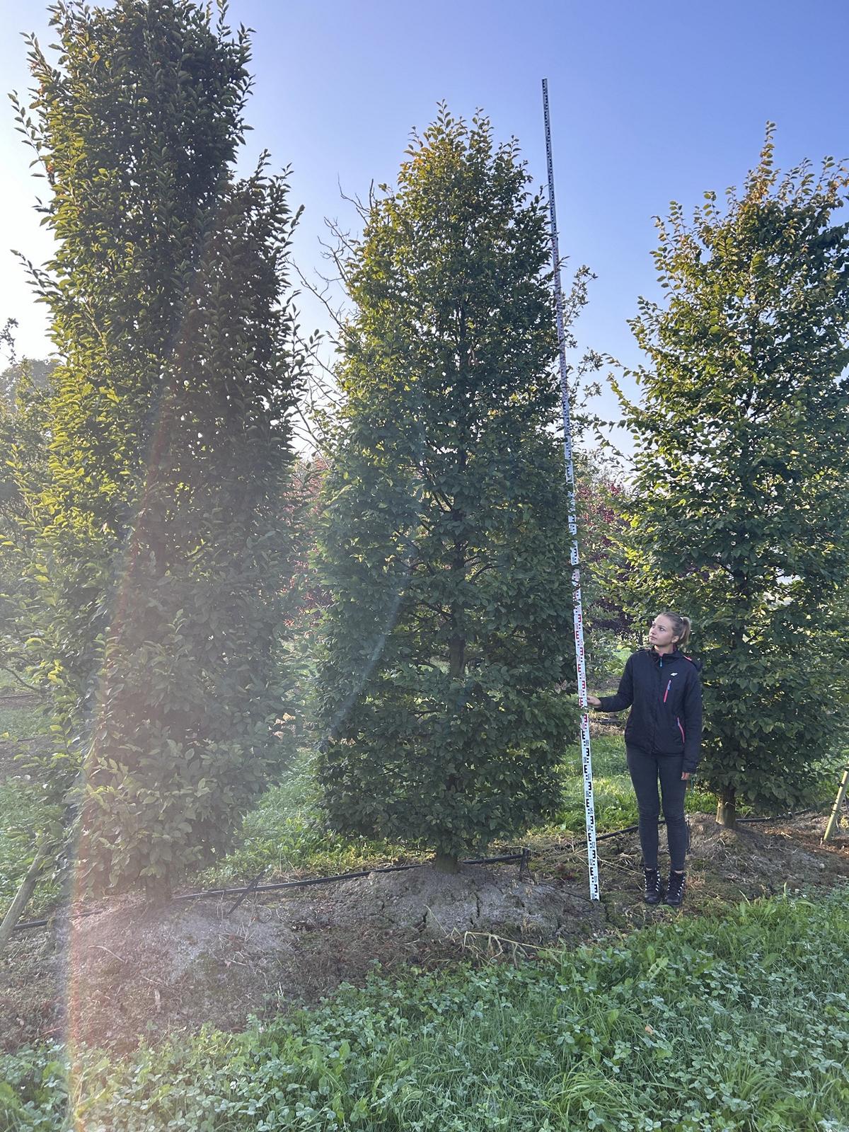 Carpinus betulus