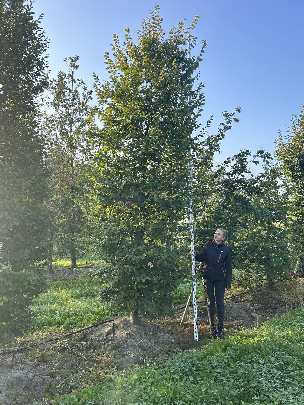 Carpinus betulus