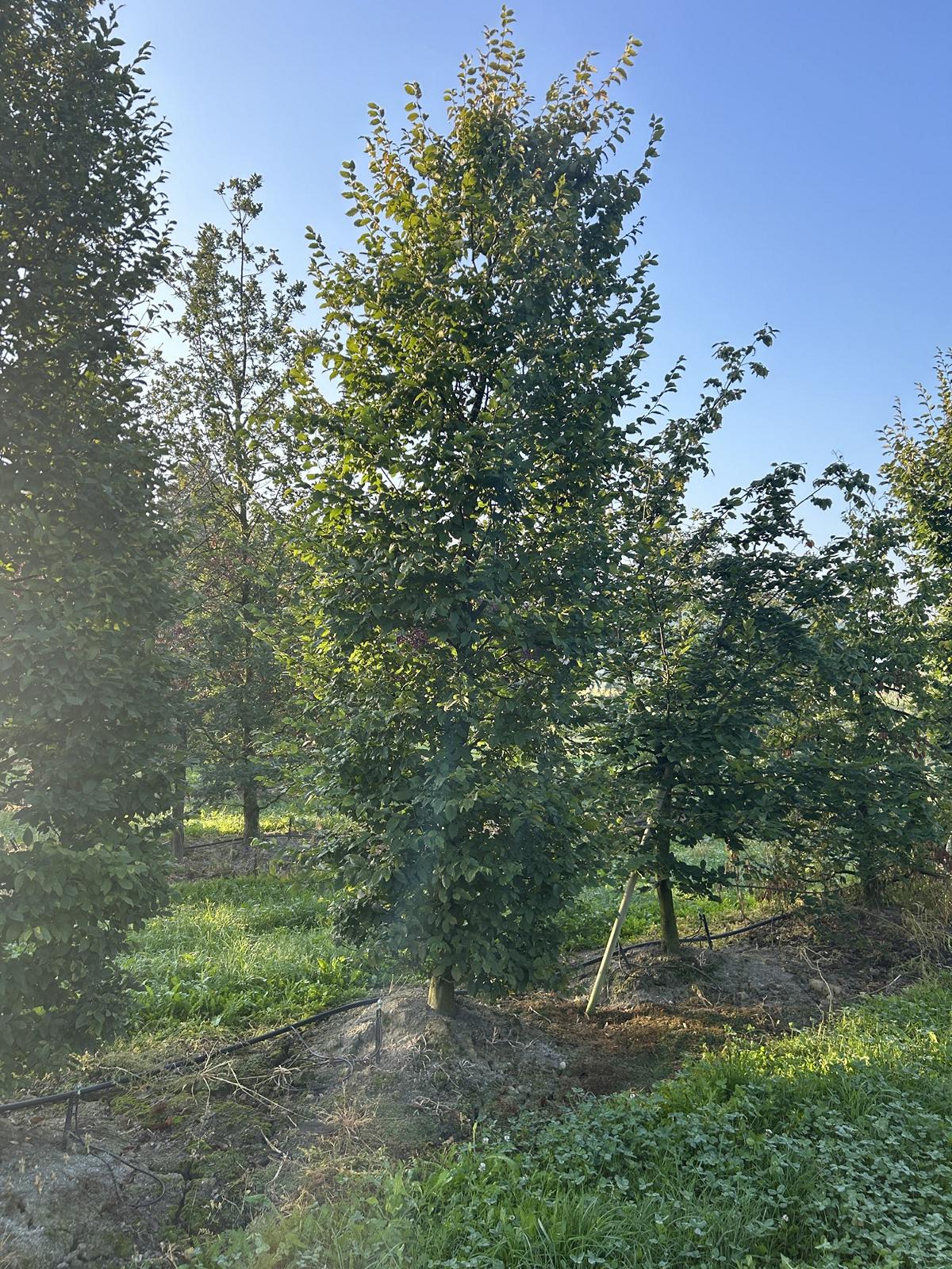 Carpinus betulus