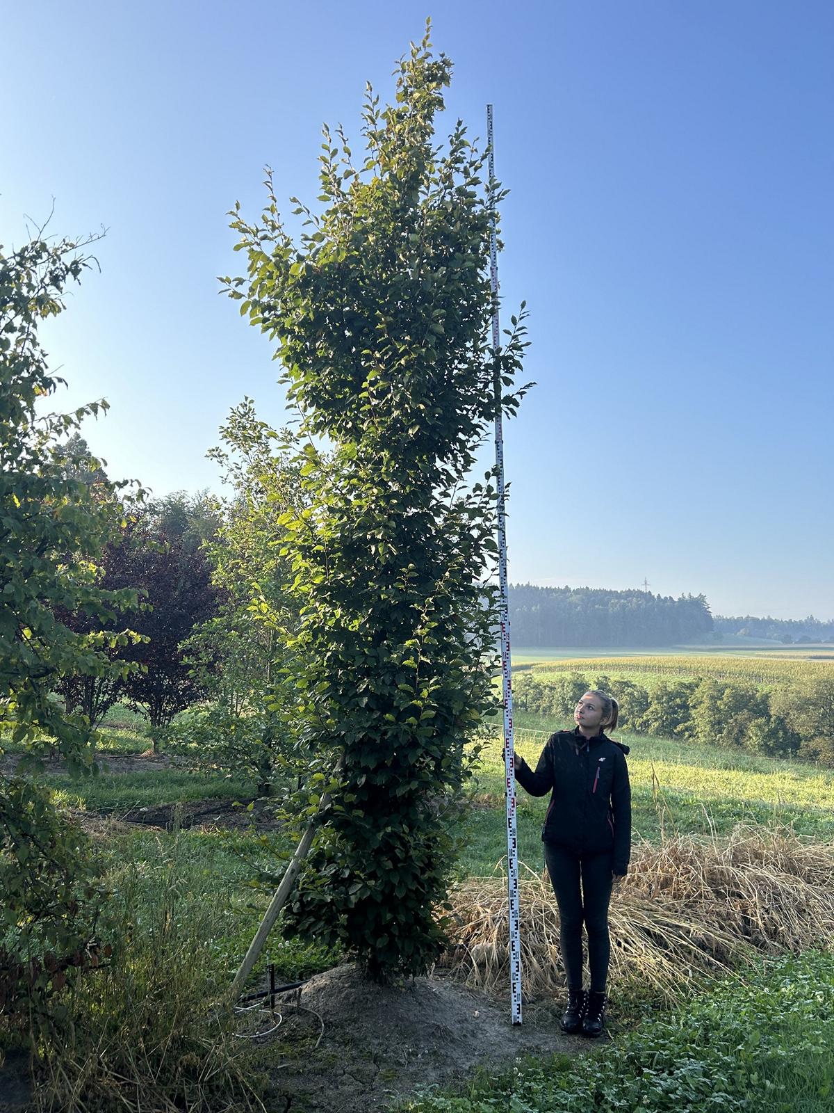 Carpinus betulus