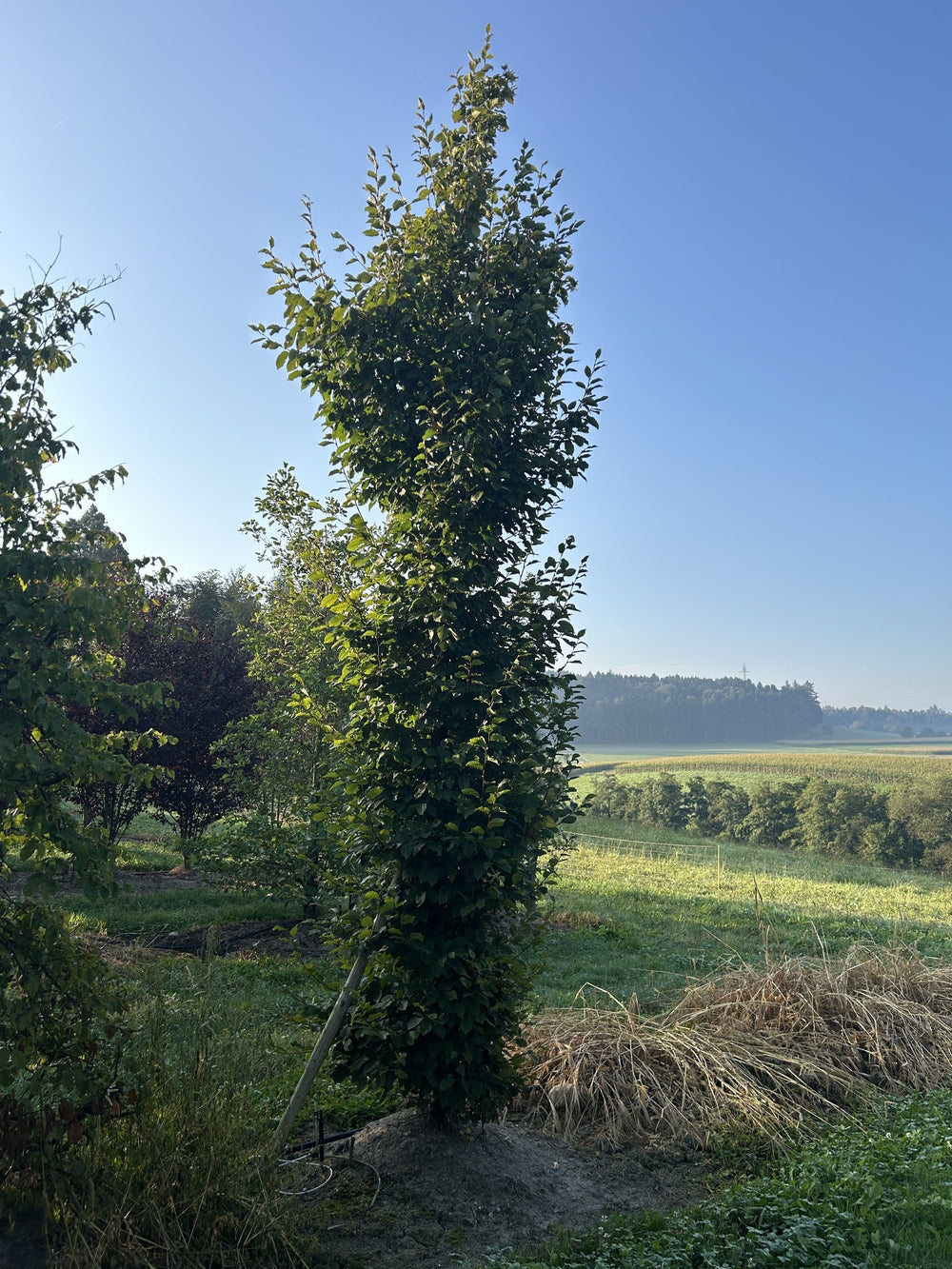 Carpinus betulus