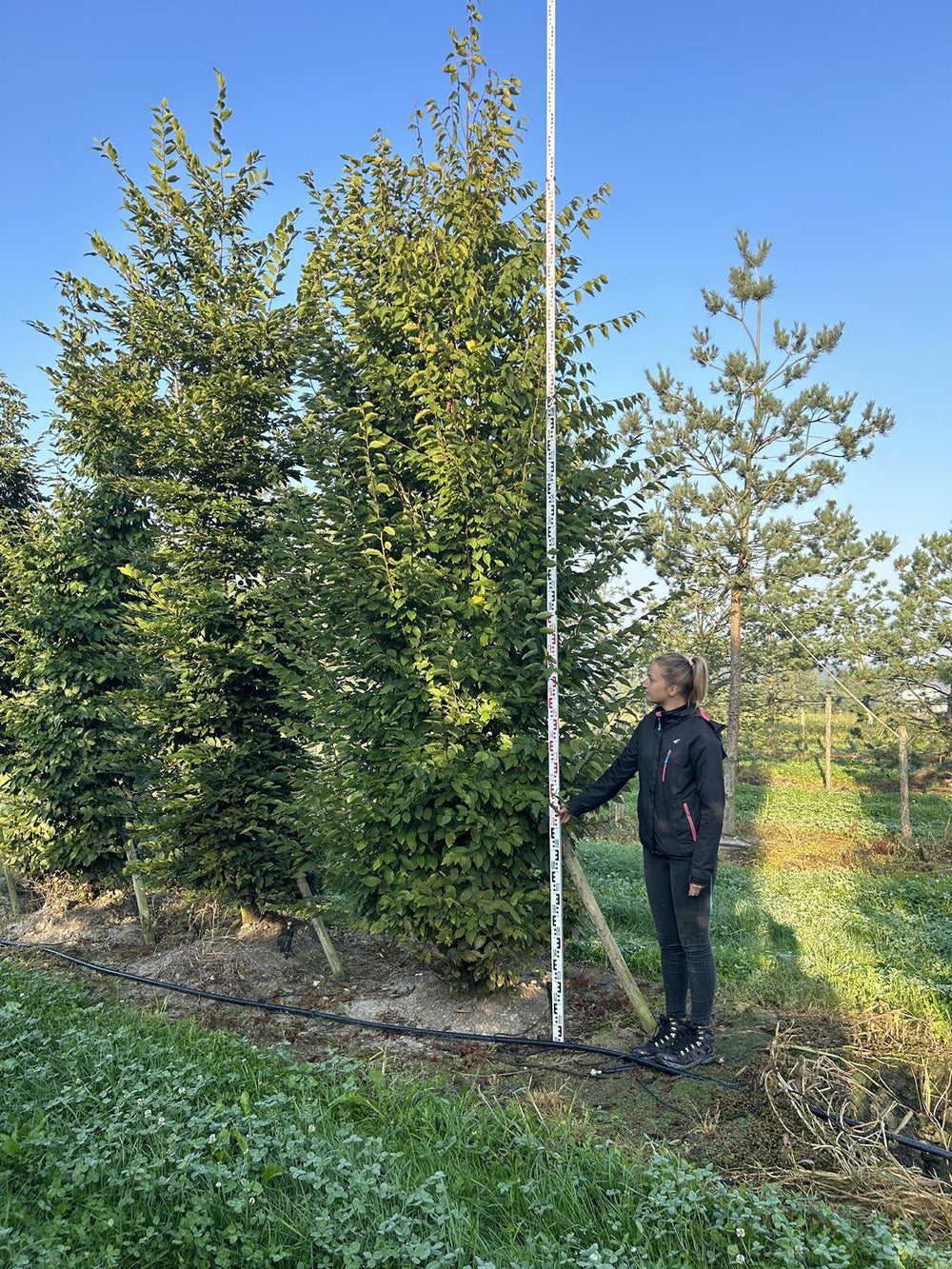 Carpinus betulus