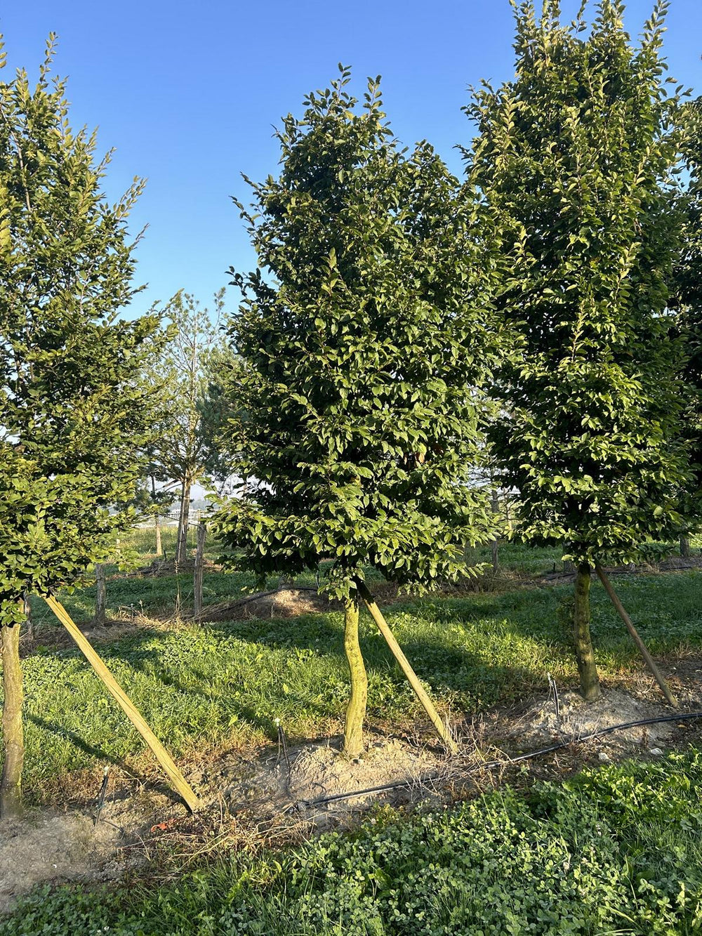 Carpinus betulus