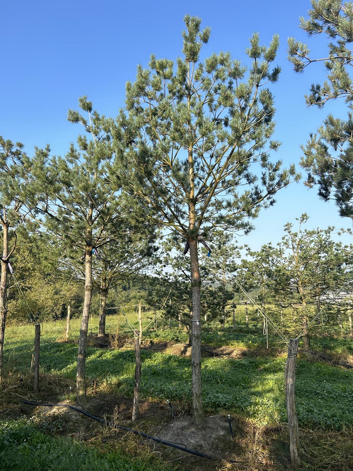 Pinus sylvestris