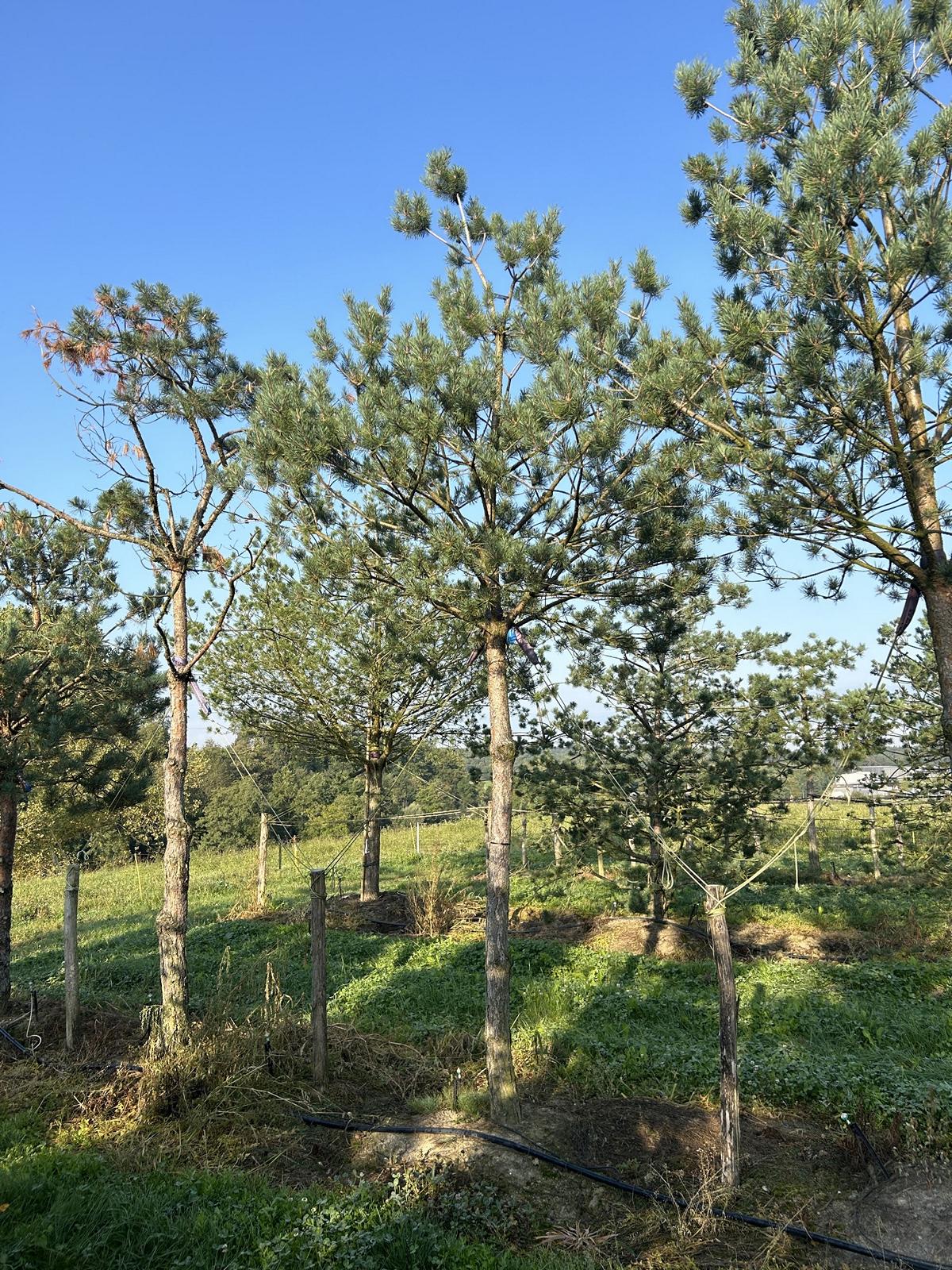 Pinus sylvestris