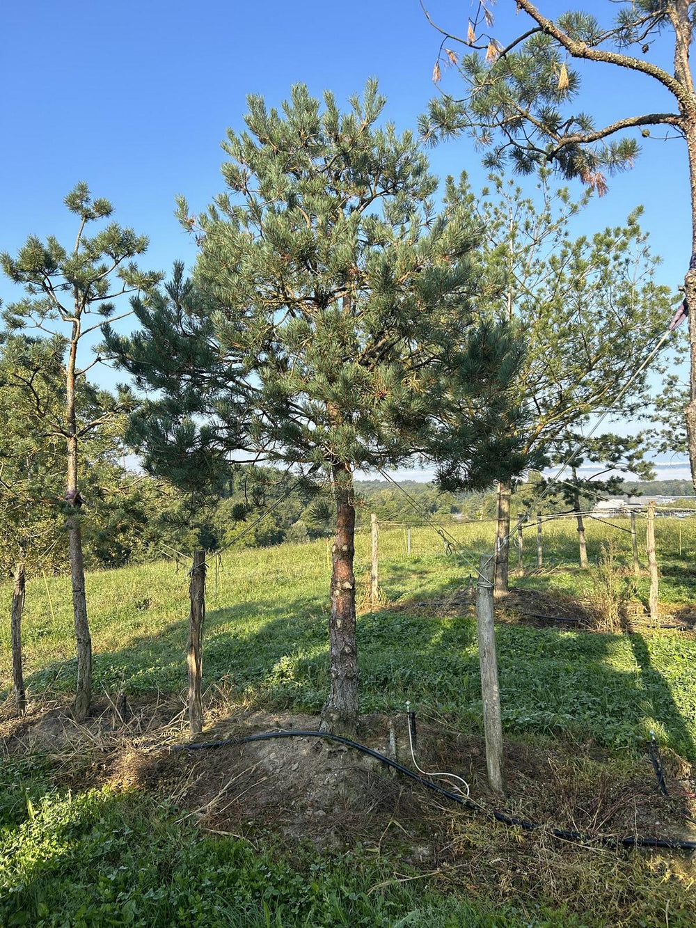 Pinus sylvestris