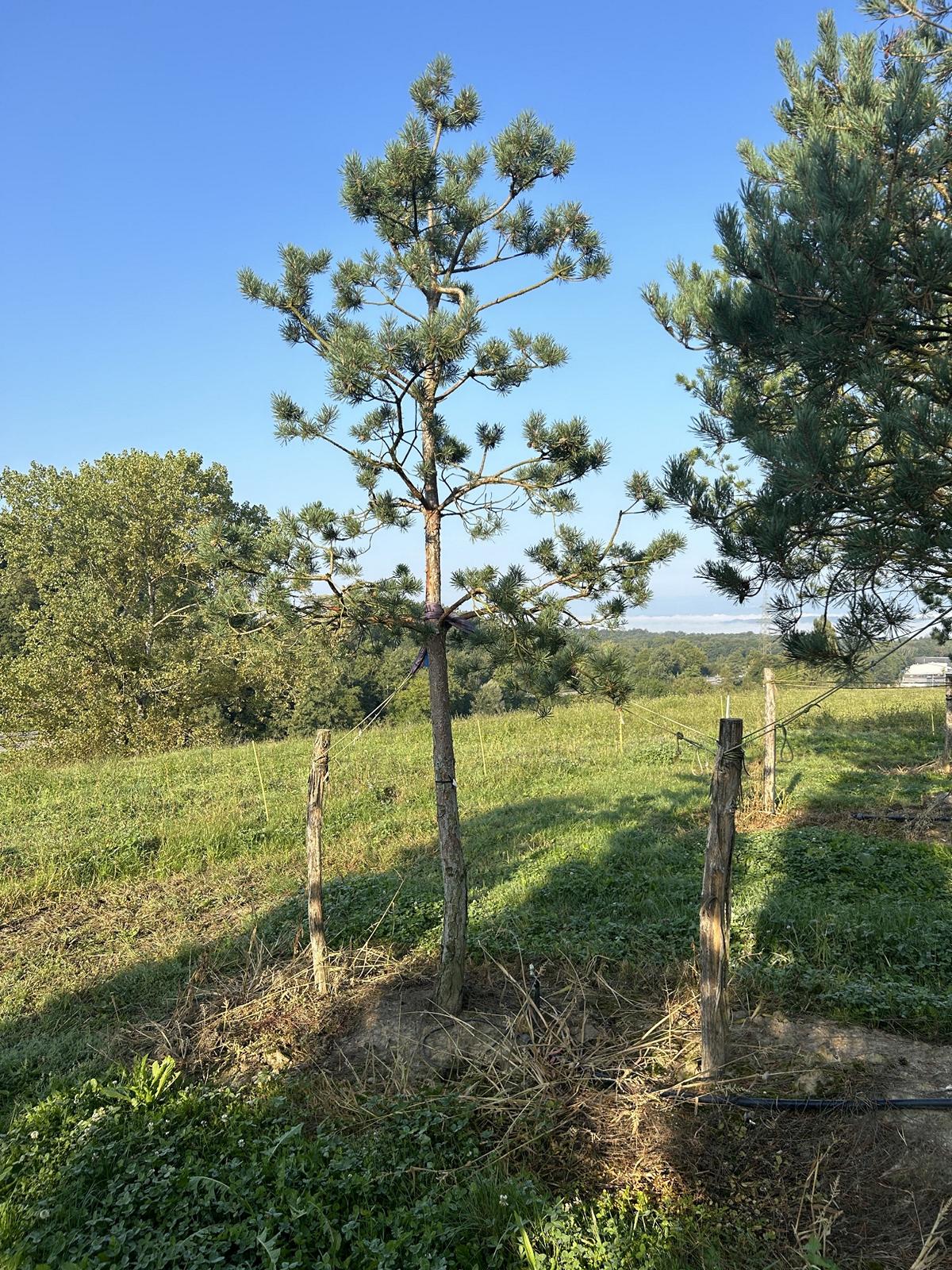 Pinus sylvestris