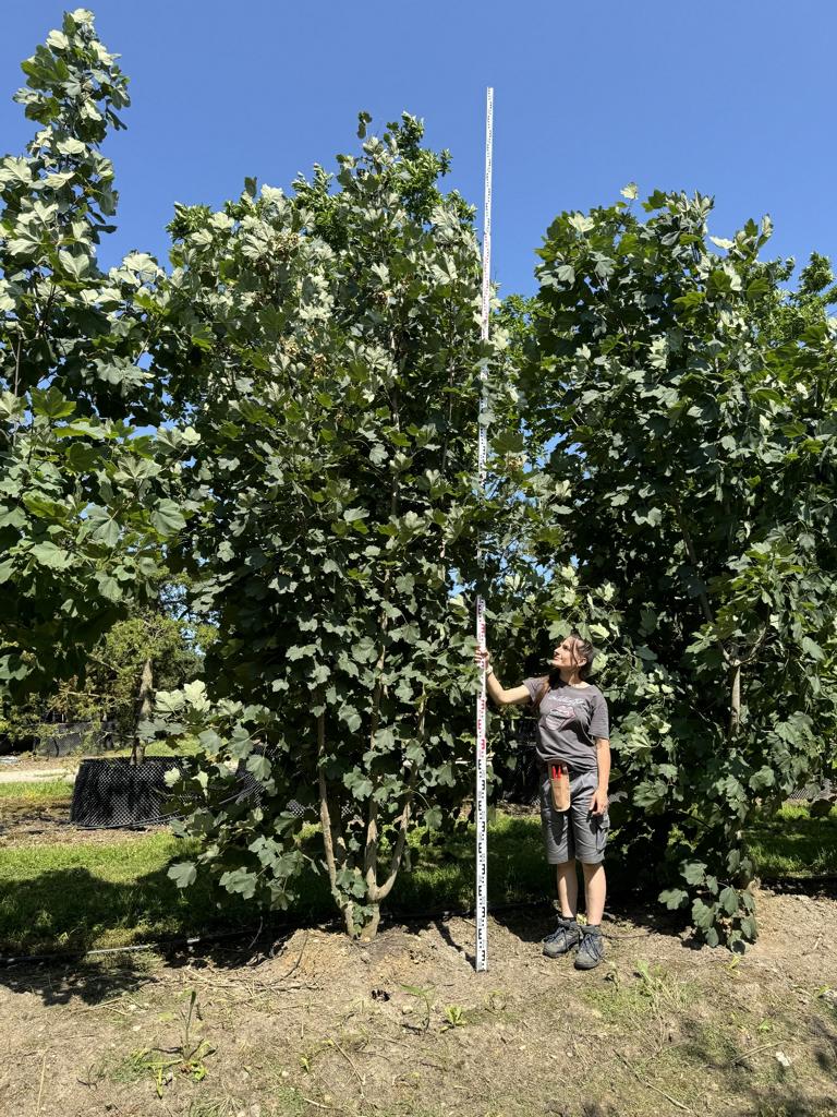 Acer opalus