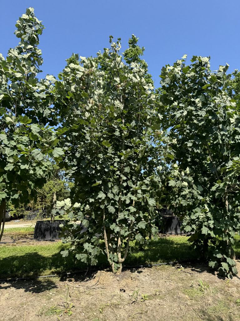 Acer opalus