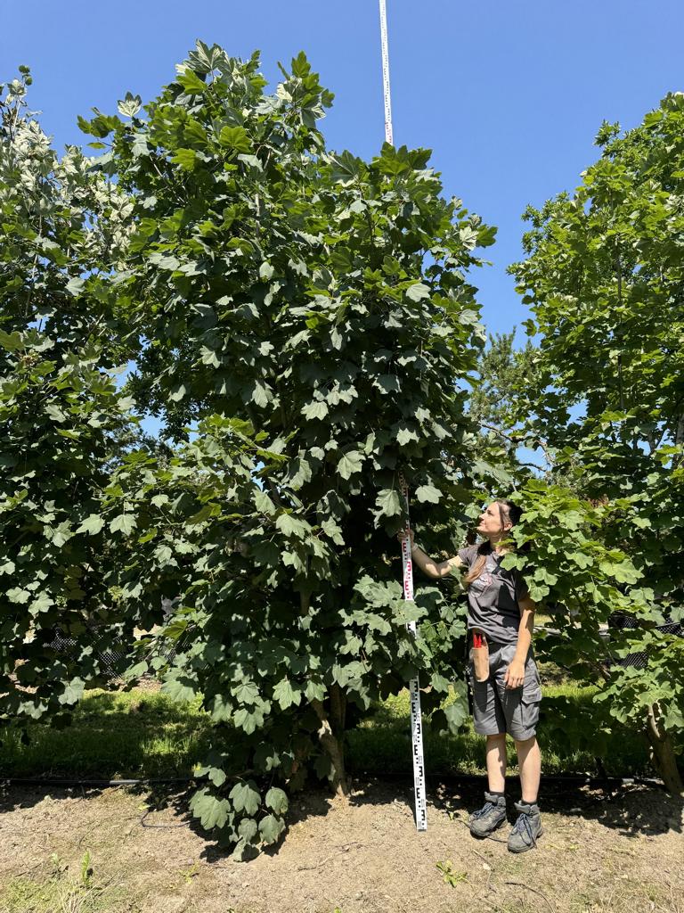 Acer opalus