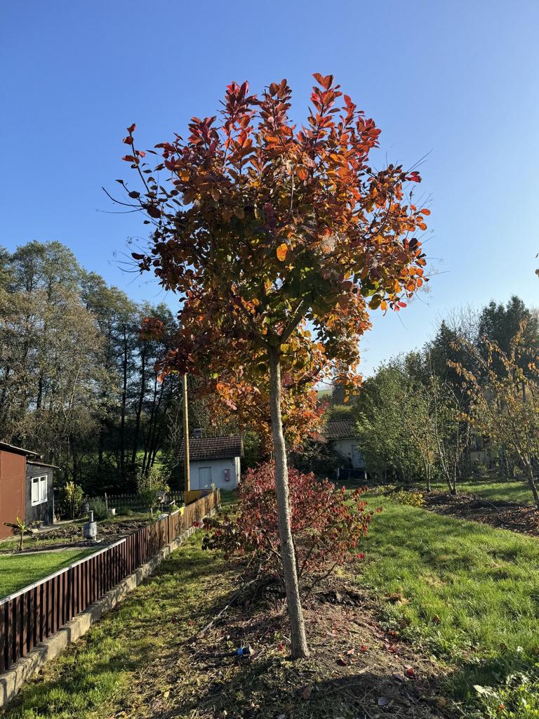 Cotinus 'Grace'