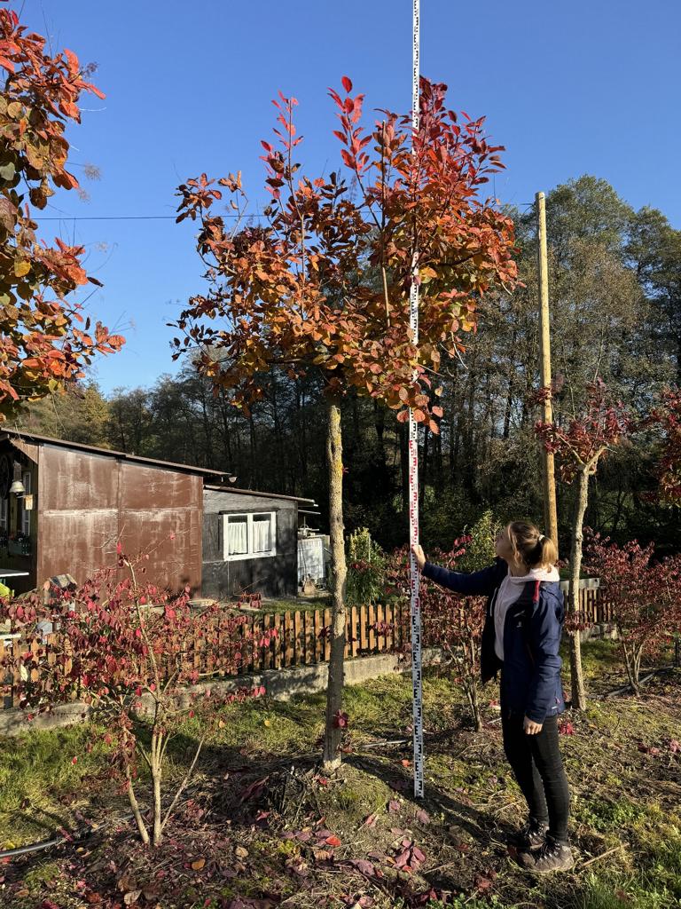 Cotinus 'Grace'