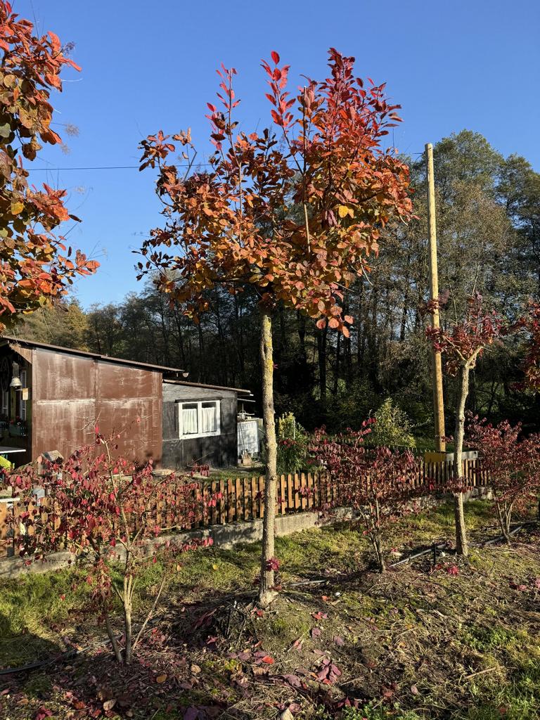 Cotinus 'Grace'