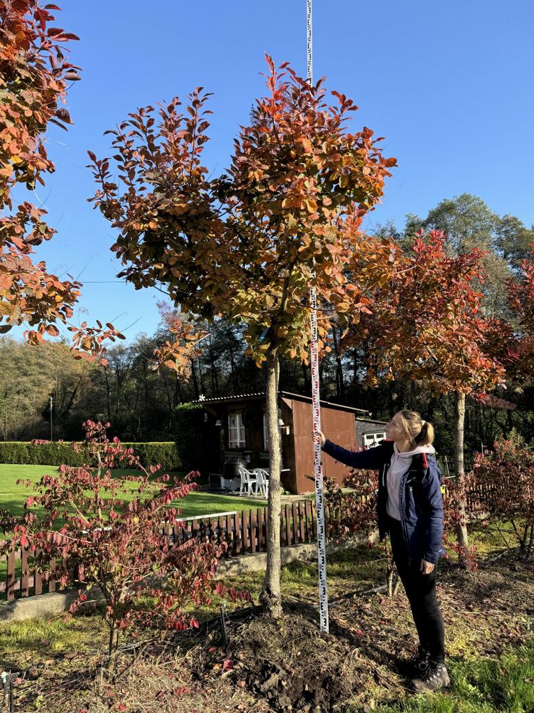 Cotinus 'Grace'