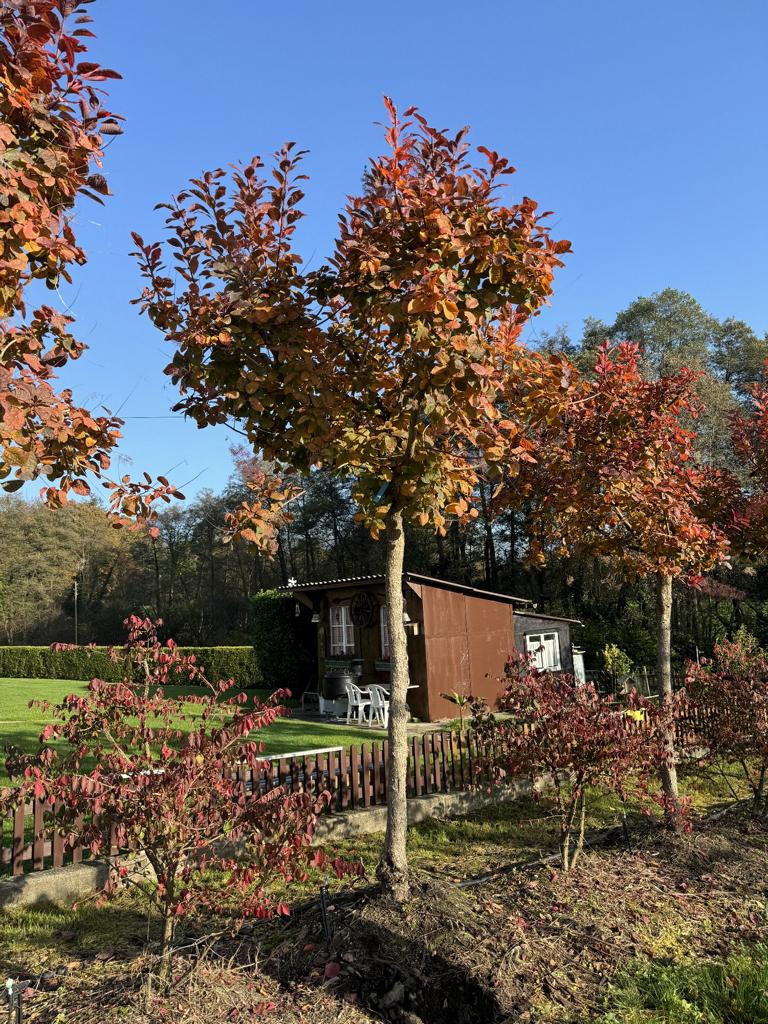 Cotinus 'Grace'