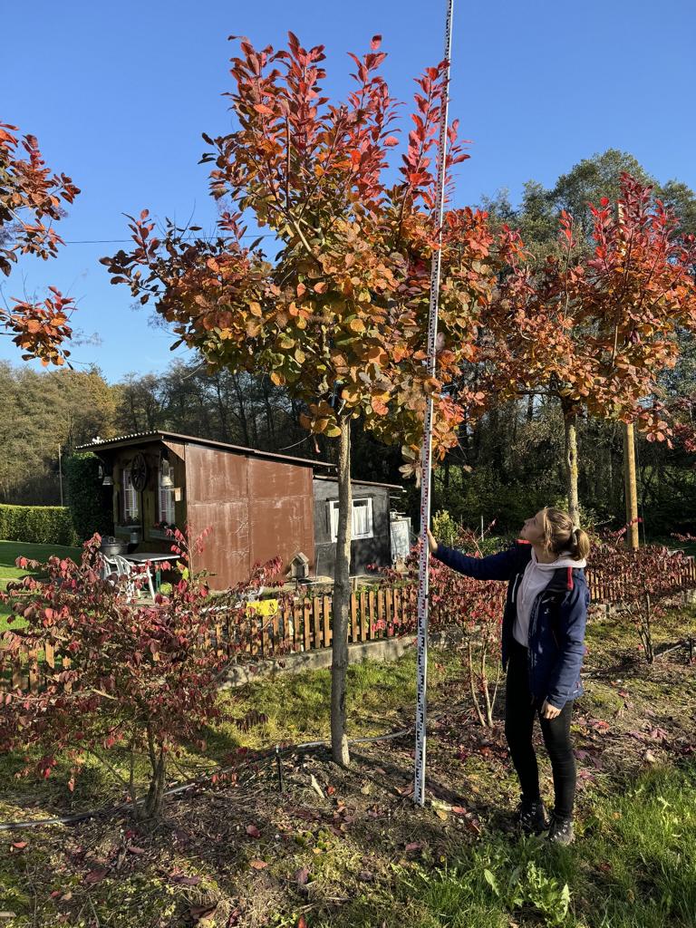 Cotinus 'Grace'