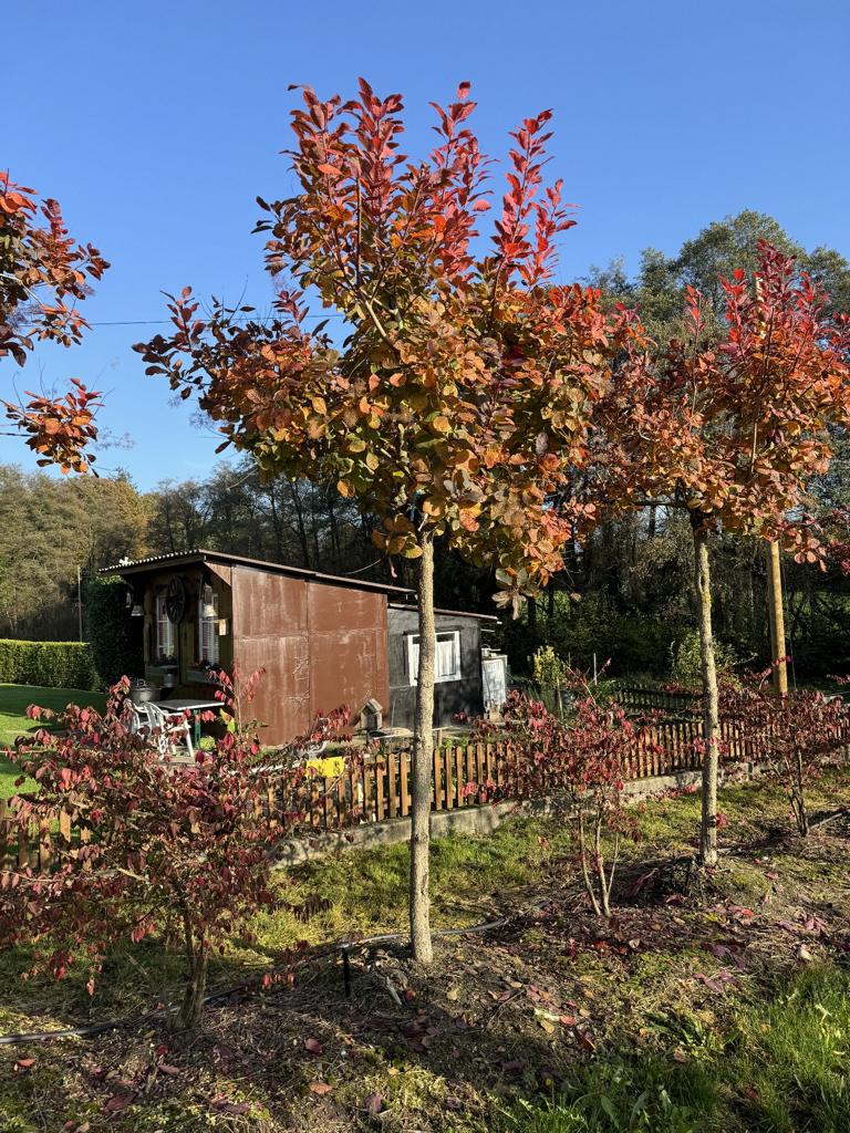 Cotinus 'Grace'