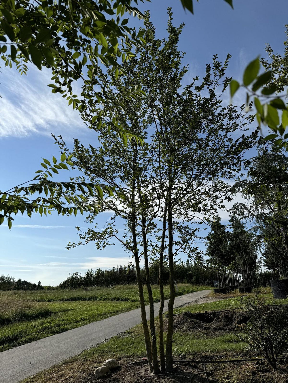 Carpinus betulus