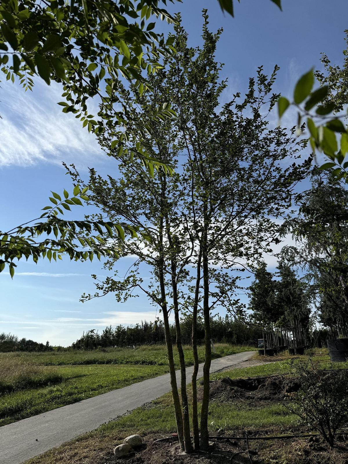 Carpinus betulus