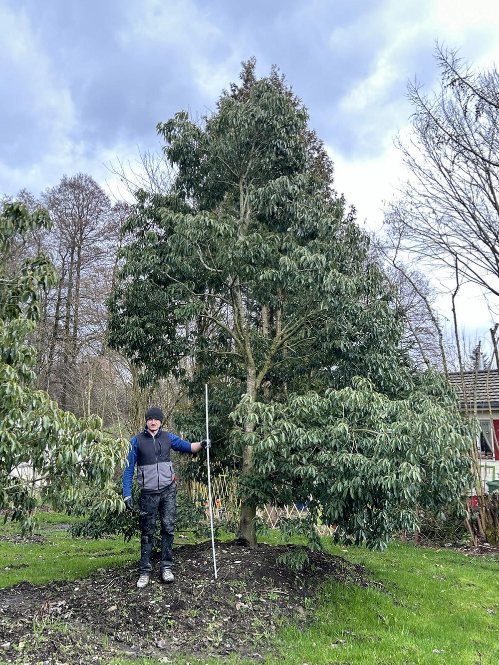 Quercus glauca