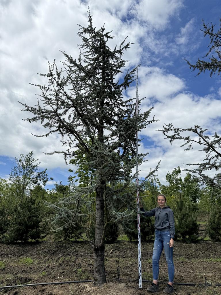 Cedrus libani 'Glauca'