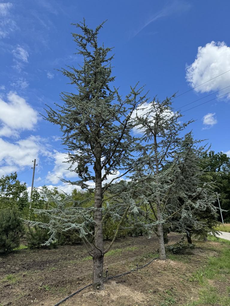 Cedrus libani 'Glauca'