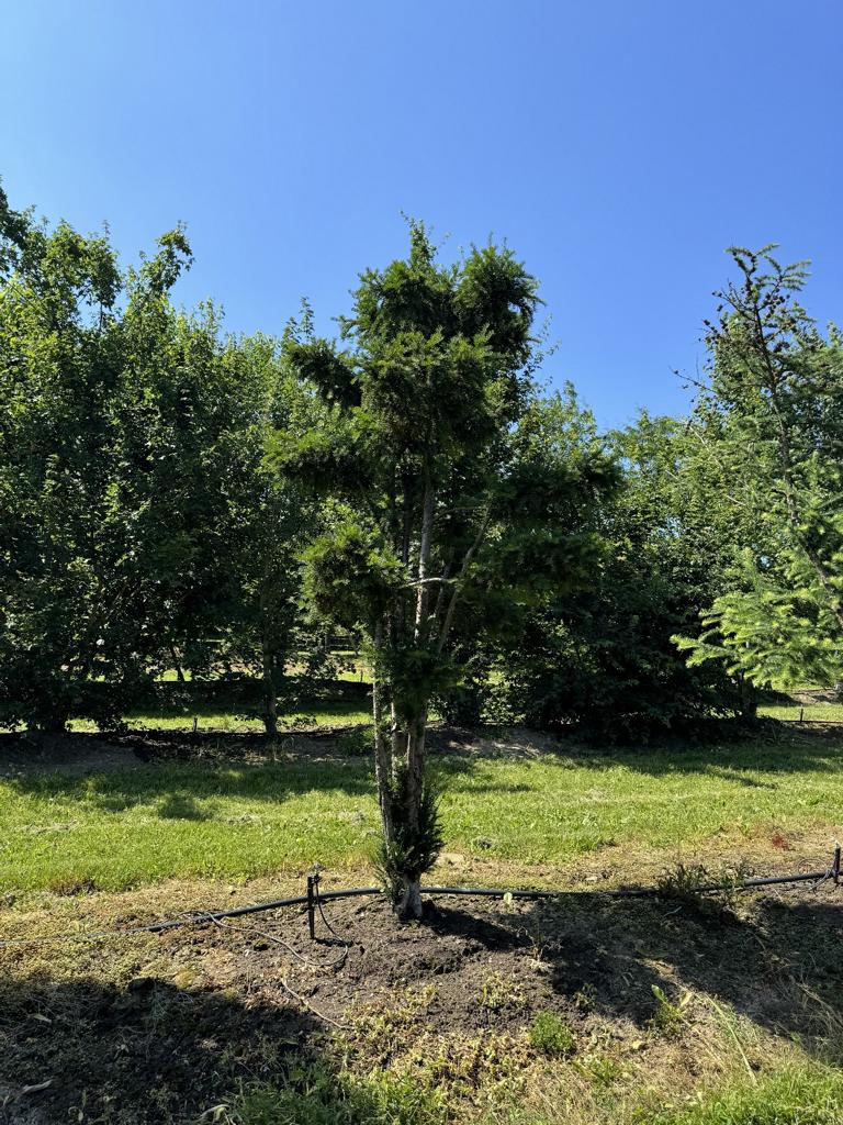 Taxus baccata Pilzform
